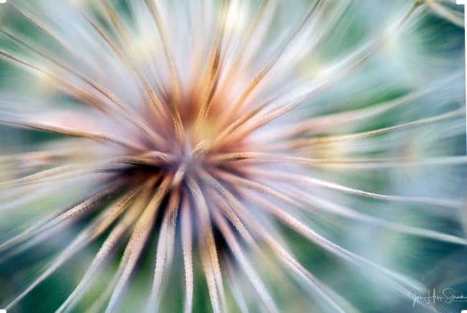 A macro photograph looking into the center of a dandelion seed head, its fine white filaments radiating outward.